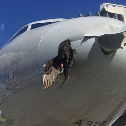 Der tote Vogel hängt im Bug des in Miami gelandeten Airbus A319 von American Airlines fest.
