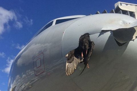 Der tote Vogel hängt im Bug des in Miami gelandeten Airbus A319 von American Airlines fest.