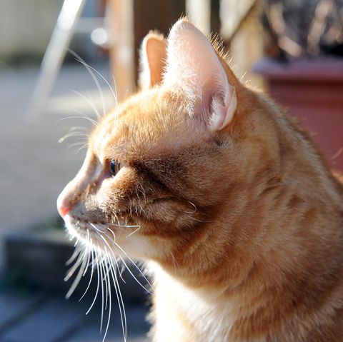 Eine Katze sitzt in Utrecht