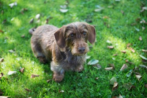 Die Mutter der kleinen Dackel wurde bei dem Einbruch lebensbedrohlich verletzt (Symbolbild)