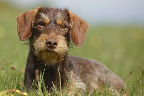 Mecklenburg-Vorpommern: Einbrecher töten Hundefamilie - nun stirbt auch die Dackelmutter