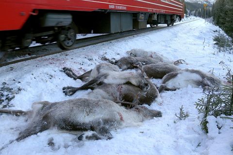 Tote Rentiere in Norwegen