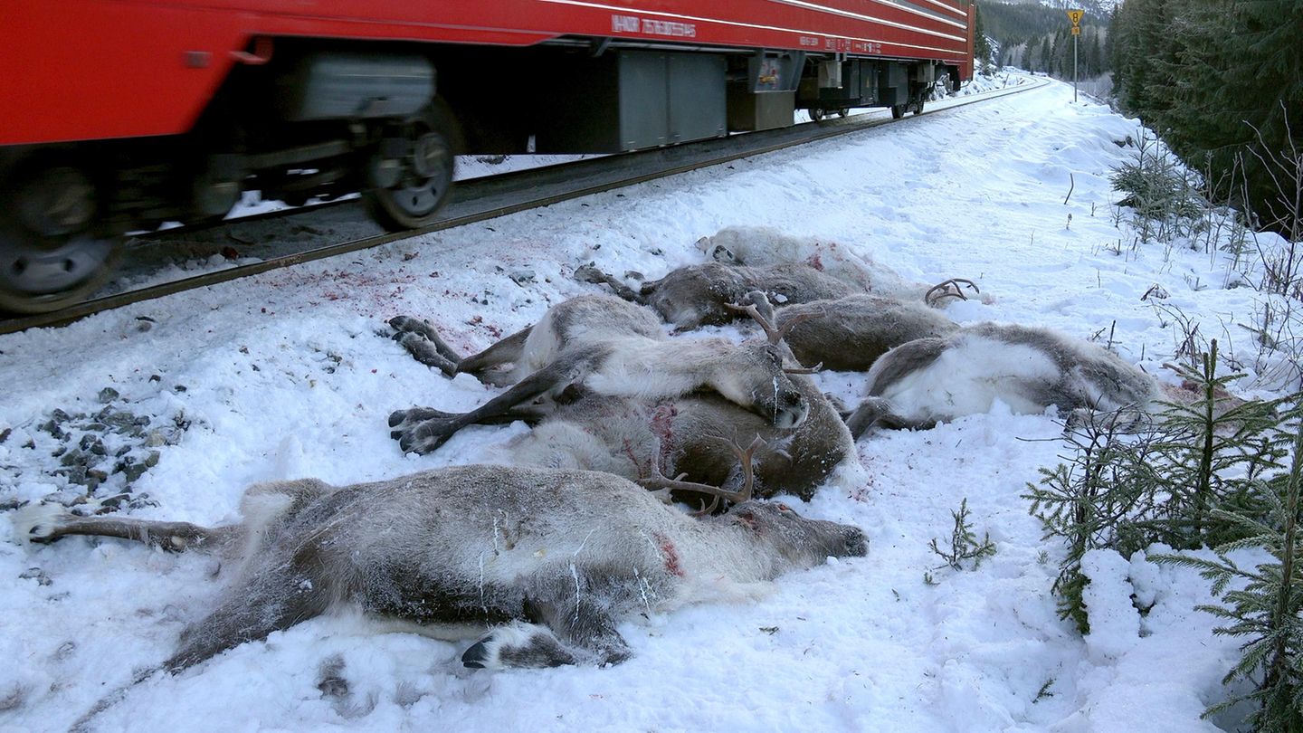 Tote Rentiere in Norwegen