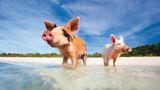 Schweinestrand Bahamas