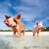 Schweinestrand Bahamas