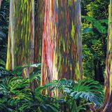 Regenbogen-Eukalyptus  Ihre Stämme wirken wie gefrorene Regenbögen: Je nach Jahreszeit leuchtet die Baumrinde des Eukalyptuswaldes in kräftigen Rot-, Rosa und Grautönen, der sich auf der Hawaii-Insel Maui befindet.  Infos: www.tourmaui.com/rainbow-eucalyptus