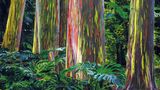 Regenbogen-Eukalyptus  Ihre Stämme wirken wie gefrorene Regenbögen: Je nach Jahreszeit leuchtet die Baumrinde des Eukalyptuswaldes in kräftigen Rot-, Rosa und Grautönen, der sich auf der Hawaii-Insel Maui befindet.  Infos: www.tourmaui.com/rainbow-eucalyptus