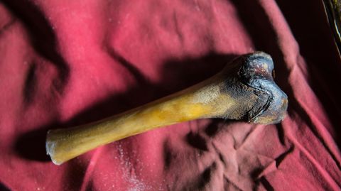 Ein Oberschenkelknochen aus dem verwesten Körper eines vermeintlichen Yetis. Er wurde in einer Höhle in Tibet gefunden.