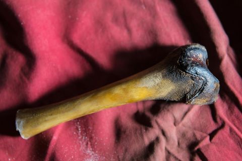 Ein Oberschenkelknochen aus dem verwesten Körper eines vermeintlichen Yetis. Er wurde in einer Höhle in Tibet gefunden.