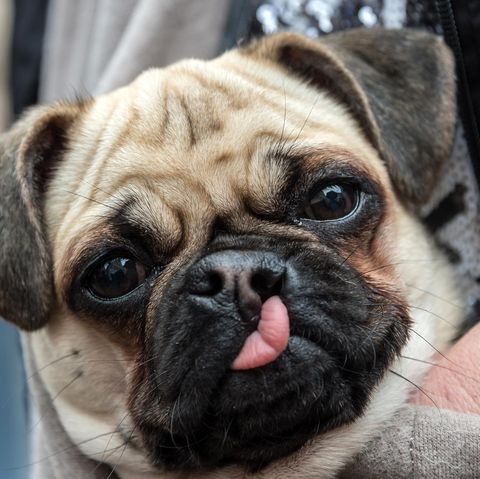 Ein kleiner Mops mit faltigem Gesicht als Symbol für erste Fältchen