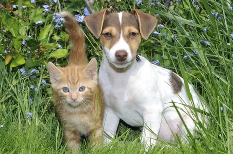 Studie: Hunde sind schlauer als Katzen
