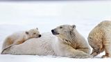 Die Eisbärenmutter und ihre Jungen in zärtlicher Dreisamkeit. Vielleicht sind solche Bilder bald eine Rarität: Die Geburtenrate bei Eisbären ist in Alaska bereits jetzt rückläufig.