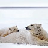 Die Eisbärenmutter und ihre Jungen in zärtlicher Dreisamkeit. Vielleicht sind solche Bilder bald eine Rarität: Die Geburtenrate bei Eisbären ist in Alaska bereits jetzt rückläufig.