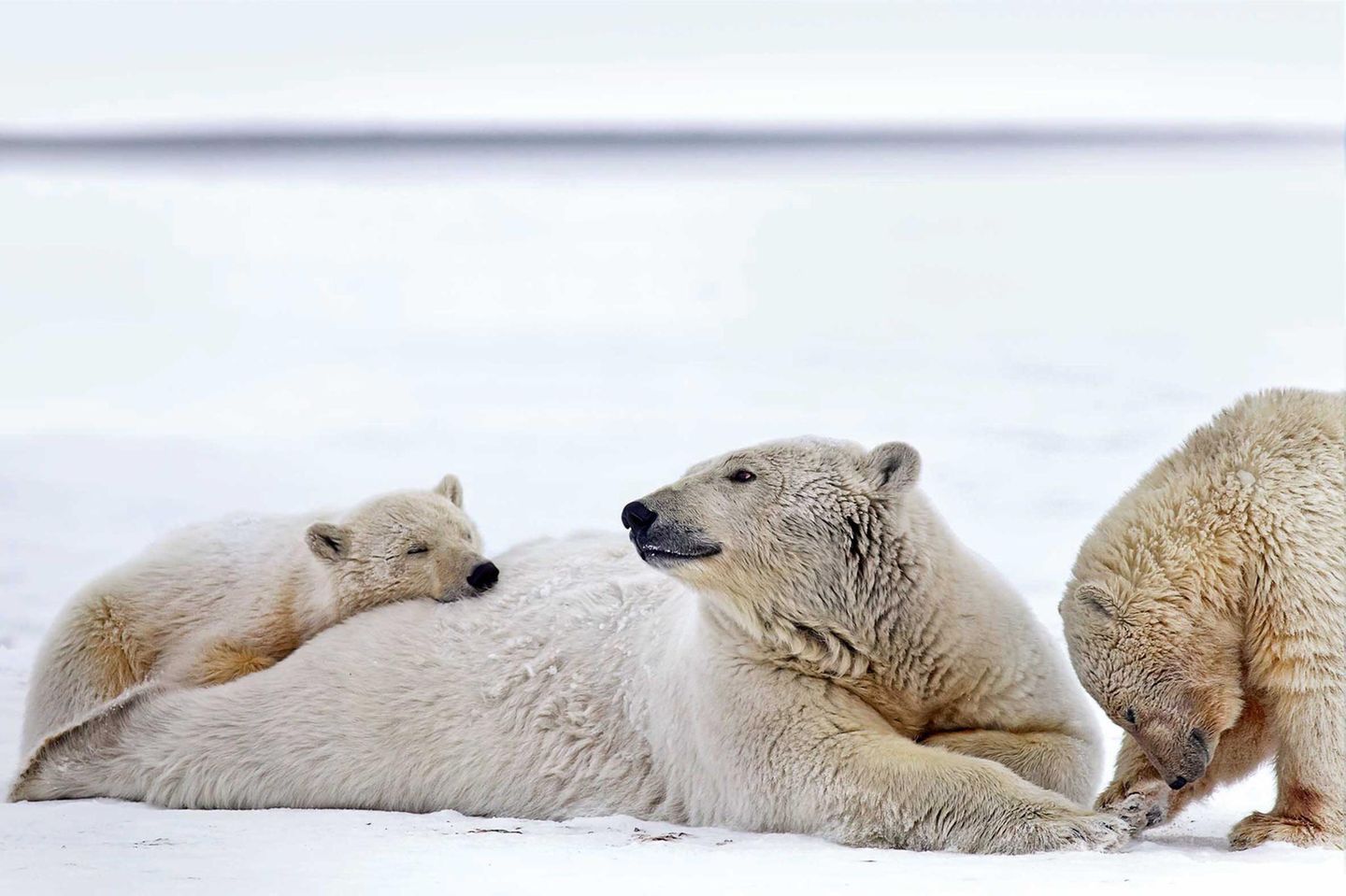 Die Eisbärenmutter und ihre Jungen in zärtlicher Dreisamkeit. Vielleicht sind solche Bilder bald eine Rarität: Die Geburtenrate bei Eisbären ist in Alaska bereits jetzt rückläufig.