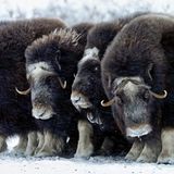 Moschusochsen sind bestens an die harten Bedingungen der Hocharktis angepasst. Unter ihrem zottigen Überfell sitzt eine bis zu fünf Zentimeter dicke Wollschicht sowie eine dicke Fettschicht als gut funktionierender Kälteschutz darunter. Ihre Augen verfügen über große Pupillen und eine hochempfindliche Netzhaut, sodass sie in der langen Polarnacht einigermaßen gut sehen können.