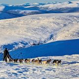 Beim legendären Yukon Quest in Alaska, dem härtesten Hundeschlittenrennen der Welt: Matt Hall, einer der großen Favoriten des Rennens und Lokalmatador, auf dem Weg zum Eagle Summit. Der Sohn des bekannten Mushers Wayne Hall wird in diesem Rennen als Vierter ins Ziel kommen.