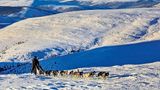 Beim legendären Yukon Quest in Alaska, dem härtesten Hundeschlittenrennen der Welt: Matt Hall, einer der großen Favoriten des Rennens und Lokalmatador, auf dem Weg zum Eagle Summit. Der Sohn des bekannten Mushers Wayne Hall wird in diesem Rennen als Vierter ins Ziel kommen.