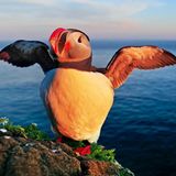 Die berühmtesten Vögel an der Steilküste Islands sind Papageitaucher, die hier fast keine Scheu zeigen. Wenn man sich ihnen langsam nähert, sind sogar ganz besondere Aufnahmen mit einem Weitwinkelobjektiv möglich.