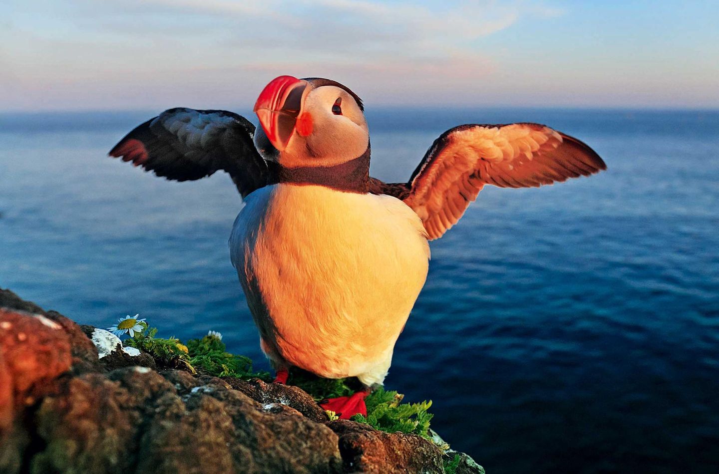 Die berühmtesten Vögel an der Steilküste Islands sind Papageitaucher, die hier fast keine Scheu zeigen. Wenn man sich ihnen langsam nähert, sind sogar ganz besondere Aufnahmen mit einem Weitwinkelobjektiv möglich.