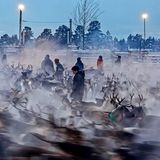 Schwedisch-Lappland bei den Samen: Genau diese Art von Bildern spiegelt die geradezu mystische Atmosphäre des winterlichen Rentierscheids wider, wenn die Tiere im Gatter kreiseln und mit ihren Hufen den feinen, trockenen Schnee aufwirbeln, der dann minutenlang in der Luft schwebt.