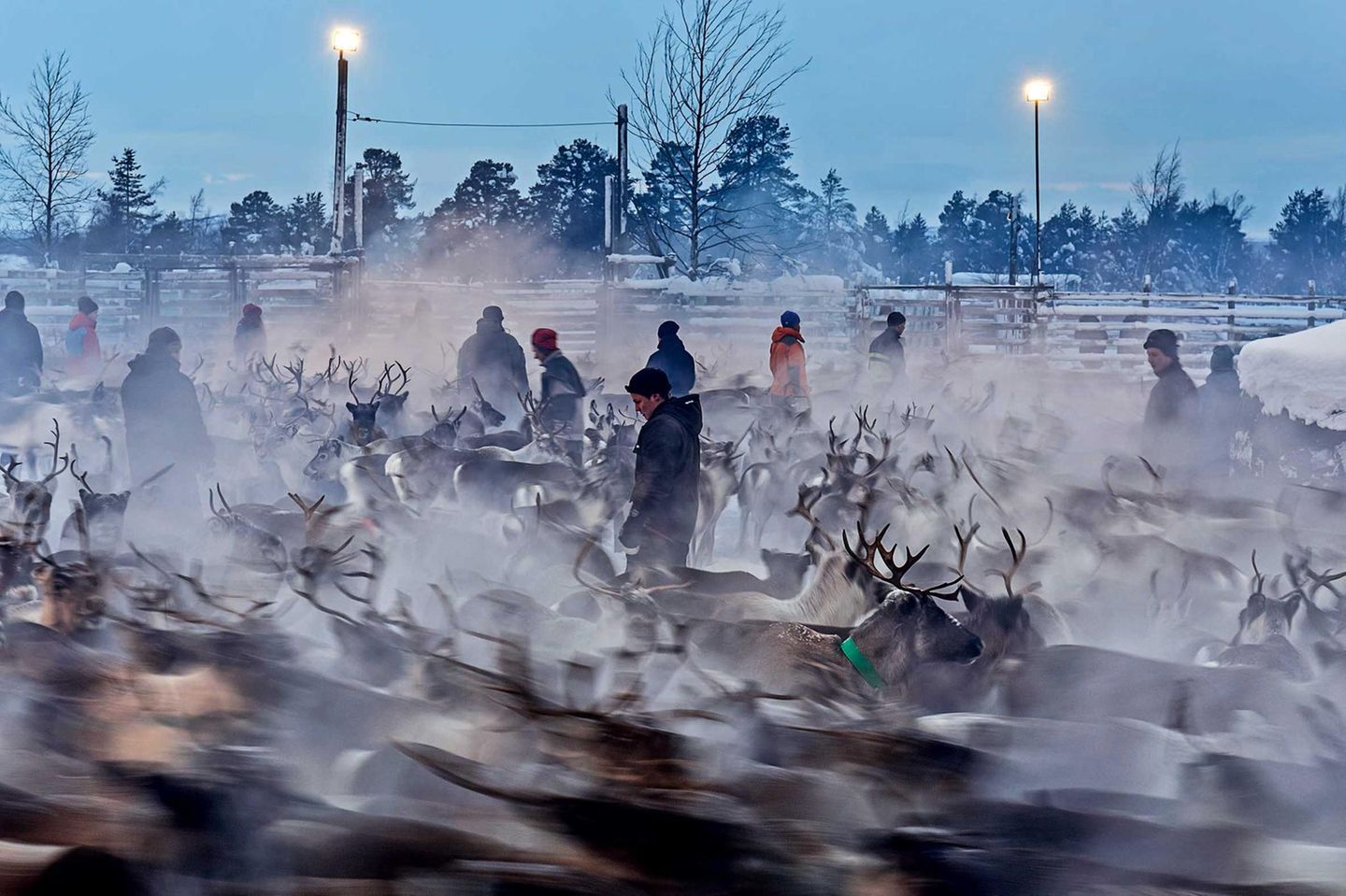 Im Bann des Nordens: Schwedisch-Lappland bei den Samen: Genau diese Art von Bildern spiegelt die geradezu mystische Atmosphäre des winterlichen Rentierscheids wider, wenn die Tiere im Gatter kreiseln und mit ihren Hufen den feinen, trockenen Schnee aufwirbeln, der dann minutenlang in der Luft schwebt. Schwedisch-Lappland bei den Samen: Genau diese Art von Bildern spiegelt die geradezu mystische Atmosphäre des winterlichen Rentierscheids wider, wenn die Tiere im Gatter kreiseln und mit ihren Hufen den feinen, trockenen Schnee aufwirbeln, der dann minutenlang in der Luft schwebt.