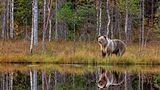 Ein Braunbär spiegelt sich in einem kleinen See im finnisch-russischen Grenzgebiet nahe Vartius. Die Bären hier sind Grenzgänger: Sie wandern zwischen Russland und Finnland hin und her.
