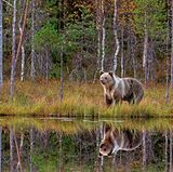 Ein Braunbär spiegelt sich in einem kleinen See im finnisch-russischen Grenzgebiet nahe Vartius. Die Bären hier sind Grenzgänger: Sie wandern zwischen Russland und Finnland hin und her.