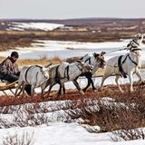 Die Nenzen sind Rentiernomanden. Knapp 41.000 dieser Ureinwohner siedeln heute im europäischen Teil Russlands und im Nordwesten Sibiriens. Sie nutzen den Schlitten als Transportmittel, und dies selbst im Sommer, wenn aller Schnee geschmolzen ist.