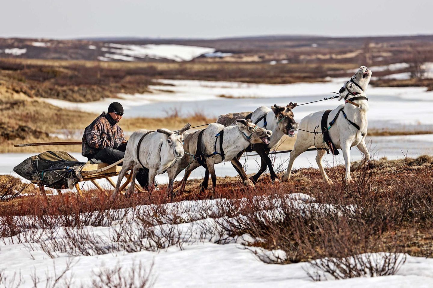 Die Nenzen sind Rentiernomanden. Knapp 41.000 dieser Ureinwohner siedeln heute im europäischen Teil Russlands und im Nordwesten Sibiriens. Sie nutzen den Schlitten als Transportmittel, und dies selbst im Sommer, wenn aller Schnee geschmolzen ist.