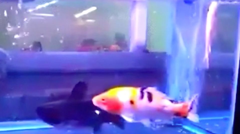 Japan: Supermarkt vergisst giftige Leber in Kugelfisch - und fahndet nun nach Fugu-Käufern Japan: Supermarkt vergisst giftige Leber in Kugelfisch - und fahndet nun nach Fugu-Käufern