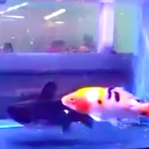 Überraschende Attacke: Darum sollte man die Fisch-Auswahl im Aquarium genau bedenken