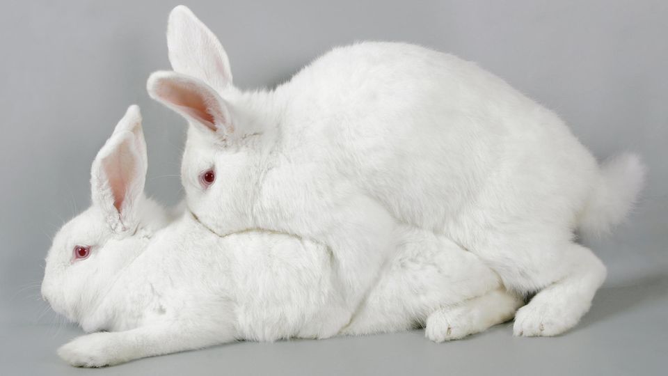 Tiersex: Zwei Kanninchen Tiersex: Zwei Kanninchen