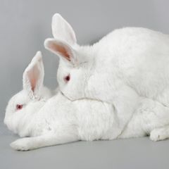 Tiersex: Zwei Kanninchen