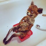 Ein ausgestopfter Fuchs mit verrückten Augen sitzt in einer Badewanne