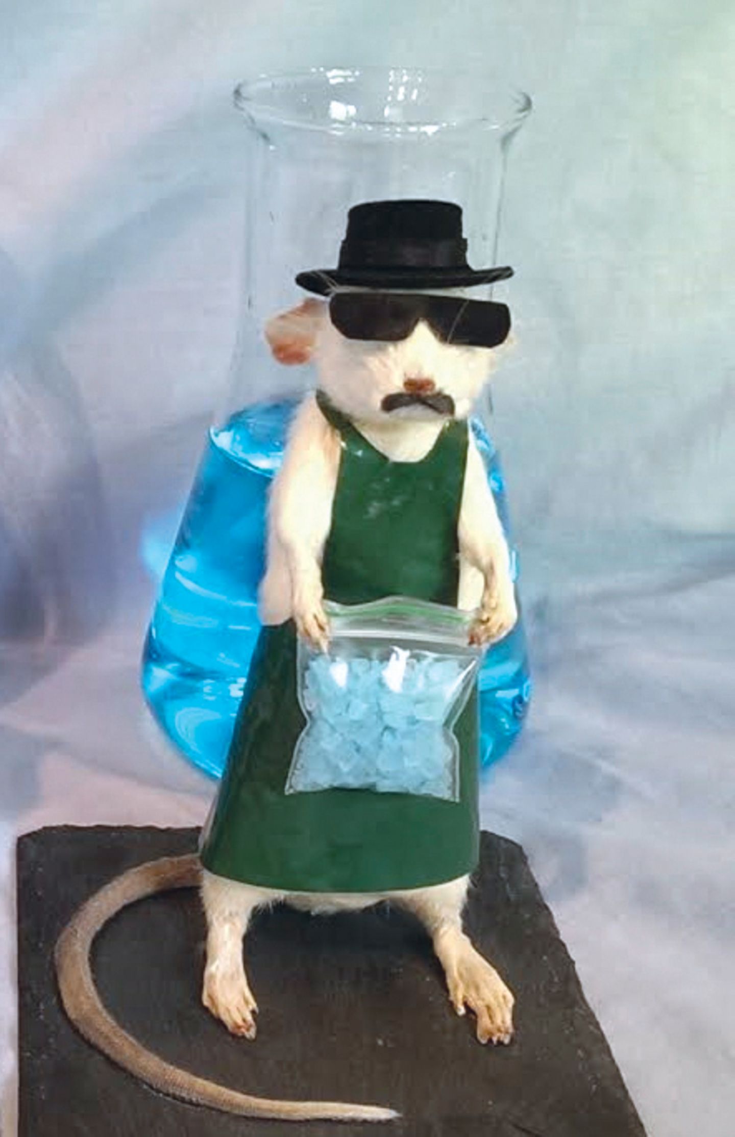 Eine ausgestopfte Ratte im Look des Breaking-Bad-Drogenkochs Walter "Heisenberg" White