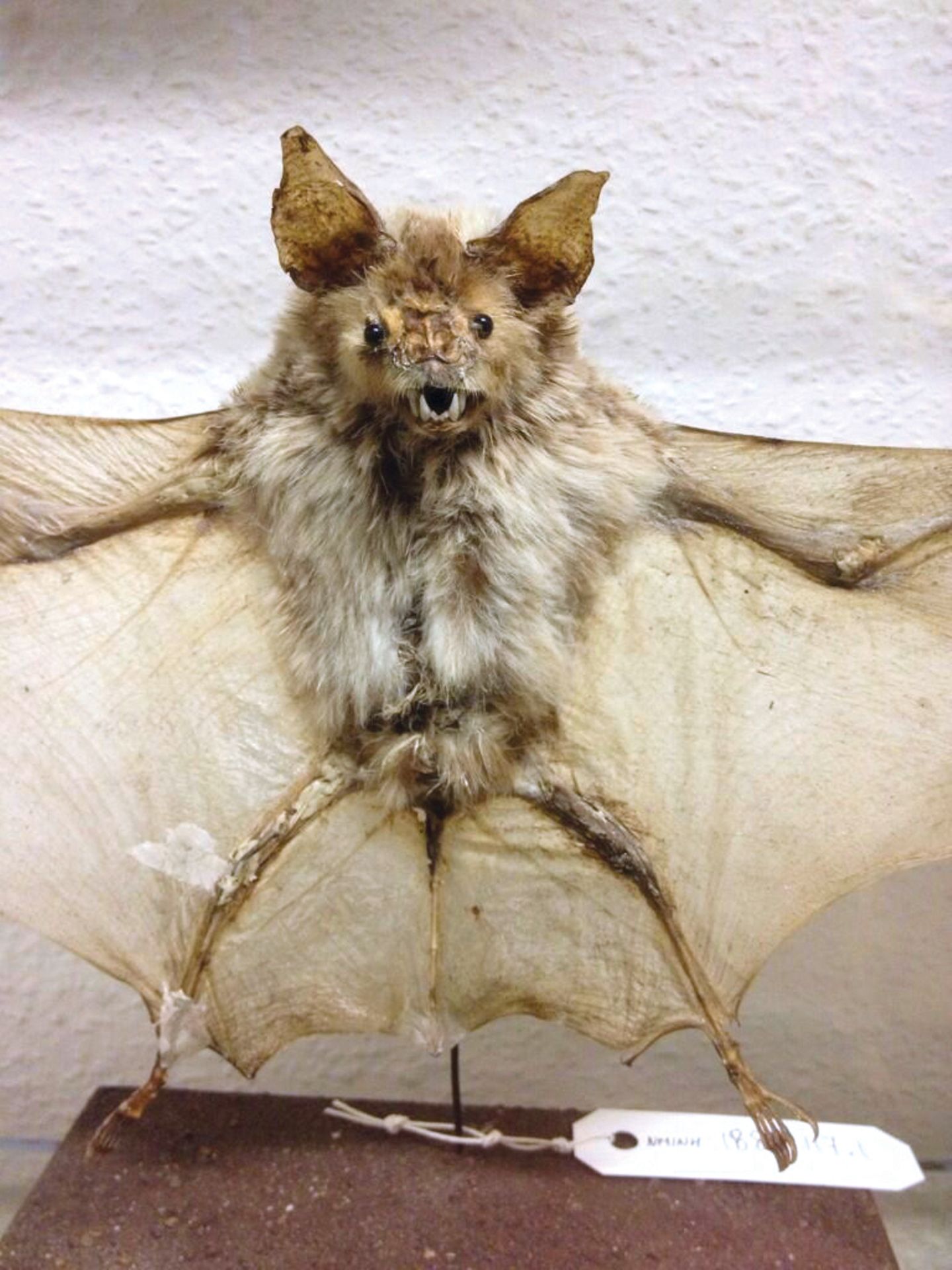 Eine ausgestopfte Fledermaus sieht hässlich aus