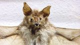 Eine ausgestopfte Fledermaus sieht hässlich aus
