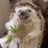 Ein ausgestopfter Igel macht Männchen und hält eine Blume in den Pfoten