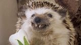 Ein ausgestopfter Igel macht Männchen und hält eine Blume in den Pfoten