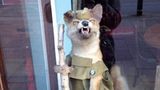 Ein ausgestopfter Fuchs mit militärisch anmutender Uniform und einem Stock