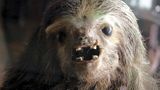 Ein ausgestopftes Faultier sieht aus wie eine Mischung aus Chewbacca und dem Predator