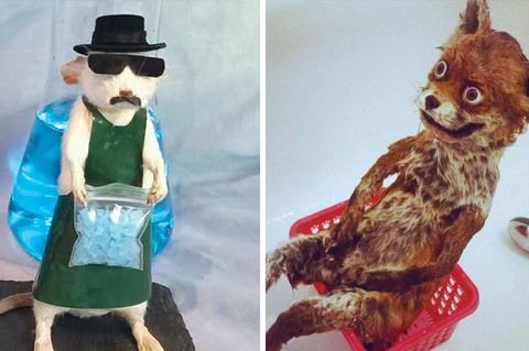 Twitter-Account in Buch verewigt: "Für immer scheiße aussehen - Die hässlichsten ausgestopften Tiere der Welt"