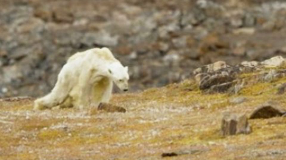 Ergreifende Bilder: Umweltaktivist filmt sterbenden Eisbären: "So sieht Verhungern aus"