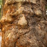 Und dieser Baum wirkt wie das Gesicht eines älteren Herren, der sein Gesicht verzieht