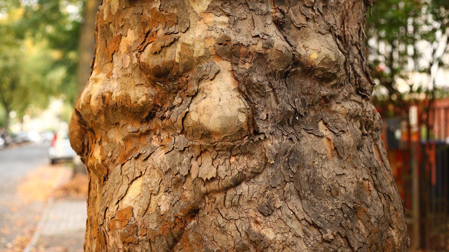 Und dieser Baum wirkt wie das Gesicht eines älteren Herren, der sein Gesicht verzieht