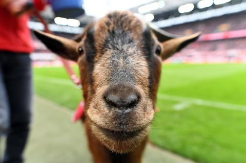Geißbock Hennes muss beim FC Bayern ran, dem 1.FC Köln gehen die Spieler aus