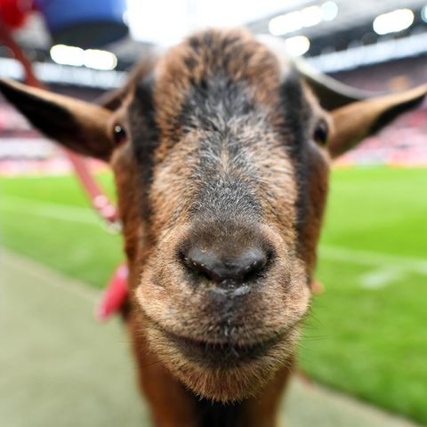 Geißbock Hennes muss beim FC Bayern ran, dem 1.FC Köln gehen die Spieler aus