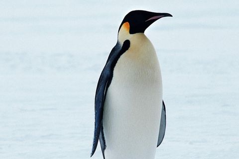 Königspinguin, die größte heute lebende Pinguinart