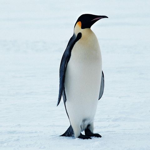 Königspinguin, die größte heute lebende Pinguinart