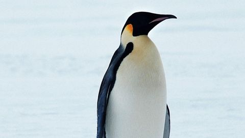Königspinguin, die größte heute lebende Pinguinart